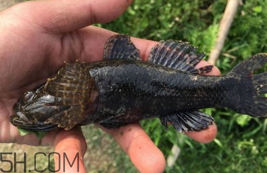 松江鱸魚能長多大？塘鱧魚和松江鱸魚有什么區(qū)別