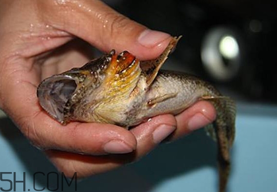 松江鱸魚產(chǎn)地在松江嗎？松江鱸魚是保護動物嗎
