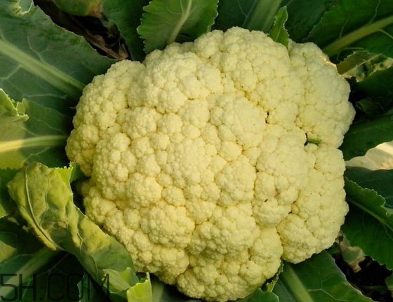 青花菜和花椰菜有什么不同？花椰菜變黃還能吃嗎