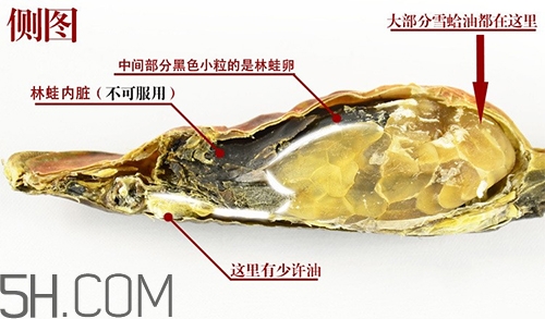 林蛙哪些部位不能吃？林蛙有什么營養(yǎng)