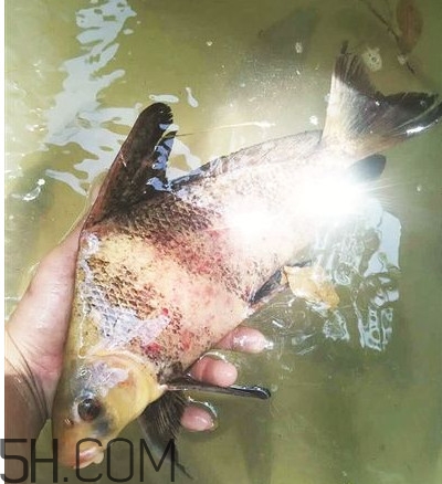胭脂魚可以吃嗎？胭脂魚好養(yǎng)嗎