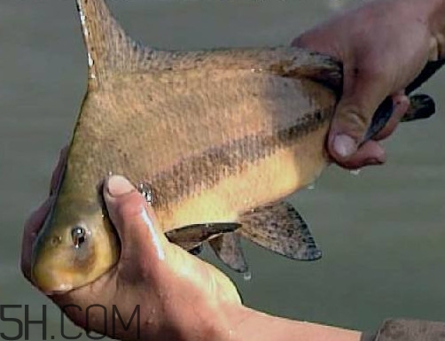 胭脂魚是冷水魚嗎？胭脂魚是熱帶魚嗎