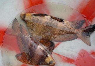 胭脂魚是冷水魚嗎？胭脂魚是熱帶魚嗎