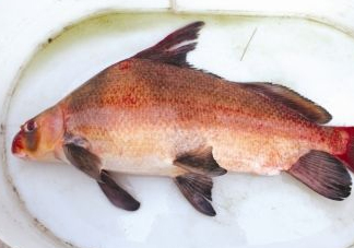 胭脂魚可以吃嗎？胭脂魚好養(yǎng)嗎