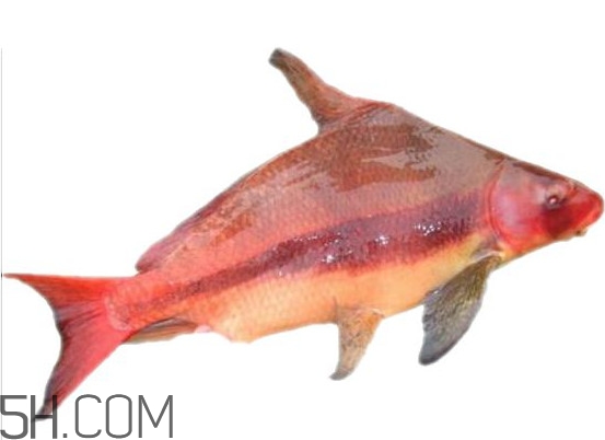 胭脂魚是什么魚？胭脂魚是保護(hù)動物嗎