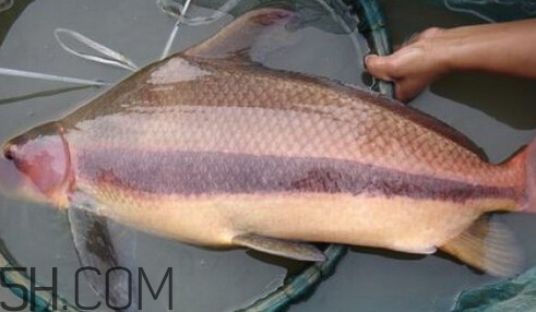 胭脂魚可以吃嗎？胭脂魚好養(yǎng)嗎