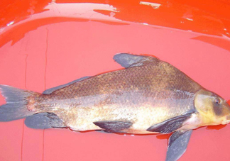 胭脂魚多少錢一斤？胭脂魚怎么做好吃