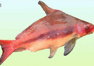 胭脂魚(yú)是什么魚(yú)？胭脂魚(yú)是保護(hù)動(dòng)物嗎