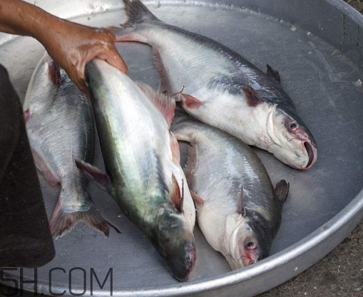 巴沙魚可以生吃嗎？巴沙魚的功效與作用