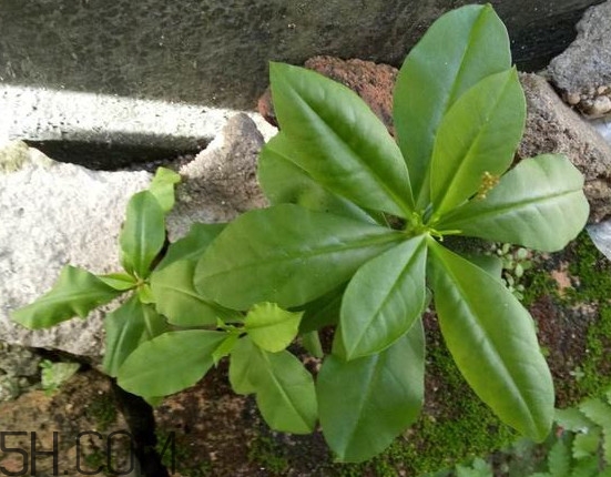 土人參有毒嗎？土人參葉子可以吃嗎？