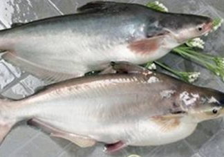 巴沙魚可以生吃嗎？巴沙魚的功效與作用