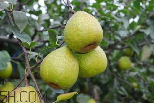 萊陽(yáng)梨怎么催熟？萊陽(yáng)梨汁多少錢一箱