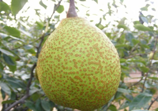 萊陽梨是哪里的？萊陽梨是什么梨