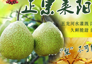萊陽梨幾月份才會有？正宗萊陽梨哪里能買的到