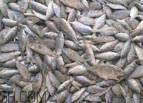 鯽魚(yú)冷凍后還能吃嗎 鯽魚(yú)冷凍后多久不能吃了