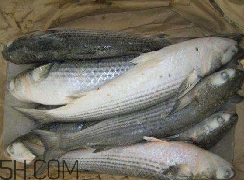 鯽魚(yú)冷凍后還能吃嗎 鯽魚(yú)冷凍后多久不能吃了