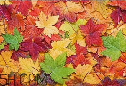 楓糖色口紅是什么顏色？楓糖色口紅試色