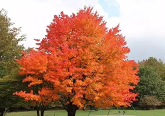 楓糖色口紅哪個牌子好？楓糖色口紅推薦