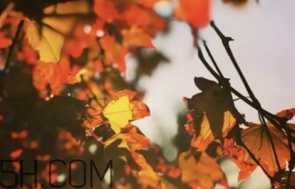 楓糖色口紅哪個(gè)牌子好？楓糖色口紅推薦