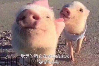豬精女孩健康養(yǎng)生指南有哪些？豬精女孩健康養(yǎng)生指南是什么？