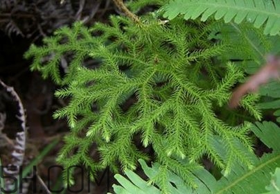 什么是伸筋草？伸筋草的功效與作用是什么？
