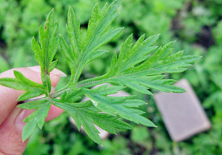 艾葉草洗澡有什么好處？怎么挑選艾葉草？