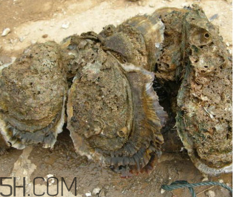 吃生蠔應(yīng)該注意哪些事項(xiàng)？生蠔與牡蠣的區(qū)別