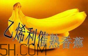 冬天可以吃葡萄嗎？冬天吃葡萄好不好？