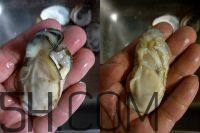吃生蠔應(yīng)該注意哪些事項(xiàng)？生蠔與牡蠣的區(qū)別