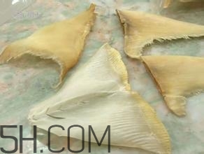 真假魚翅怎么辨別？魚翅的營養(yǎng)價值