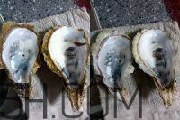 吃生蠔應(yīng)該注意哪些事項(xiàng)？生蠔與牡蠣的區(qū)別
