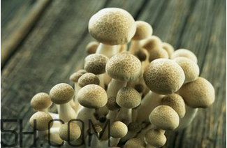 如何判斷生蠔烤熟沒有？生蠔可以和蘑菇一起吃嗎？