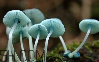如何判斷生蠔烤熟沒有？生蠔可以和蘑菇一起吃嗎？