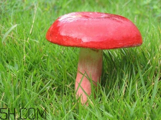 如何鑒別紅菇？紅菇的做法有哪些？