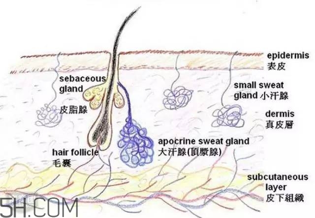 腿毛能刮嗎？腿毛能不能刮？