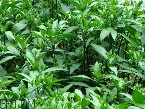 流鼻血喝板藍根有用嗎？什么樣的流鼻血適合喝板藍根？