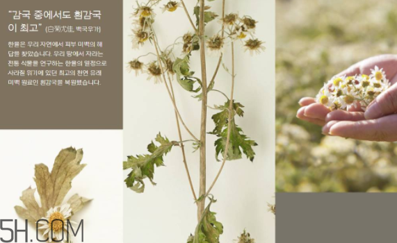 韓律護(hù)膚品怎么樣？韓律全系列介紹