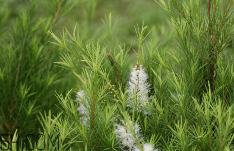 茶樹(shù)精油可以直接涂在臉上嗎？茶樹(shù)精油的功效與作用？