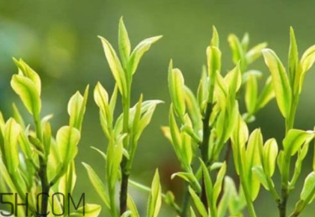 茶樹(shù)精油可以直接涂在臉上嗎？茶樹(shù)精油的功效與作用？