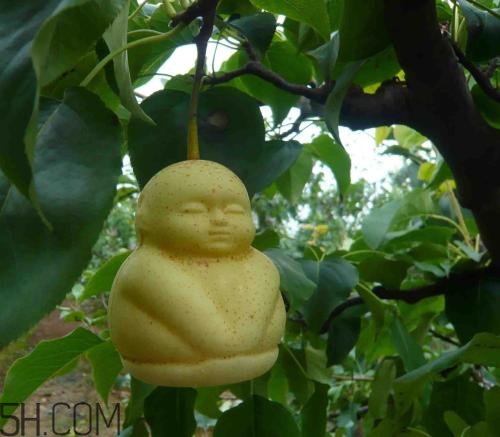 女人吃人參果有哪些好處？人參果的營養(yǎng)價值是什么？