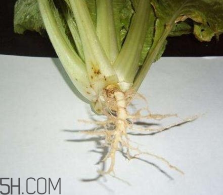 香菜根煮水怎么煮？香菜根煮水喝幾天見效？