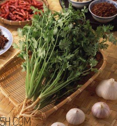 香菜根煮水能減肥嗎？香菜根煮水能天天喝嗎？