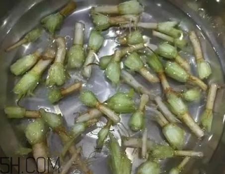 香菜根煮水能治濕疹嗎？香菜根煮水孕婦能喝嗎？