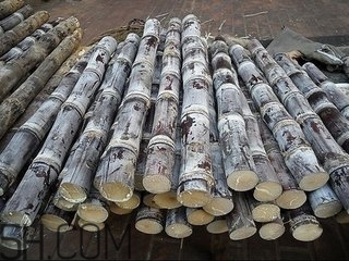 吃完甘蔗多久可以吃柿子？甘蔗和柿子一起吃了怎么辦？