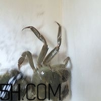 冬天可以吃大閘蟹嗎？冬天怎么吃大閘蟹？