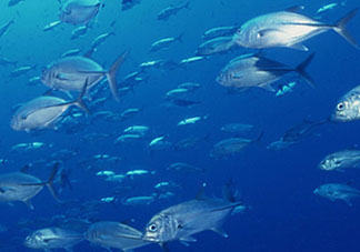 biopharma魚油功效 挪威biopharma魚油怎么吃？