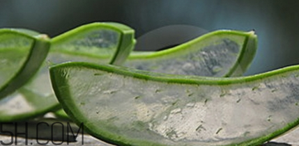 蘆薈膠祛痘效果好嗎？蘆薈膠真的會祛痘