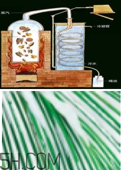 自然堂雪松精油怎么樣？雪松御齡綻放年輕光彩