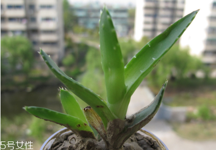 蘆薈泡酒能治腳氣嗎？蘆薈膠主要是細(xì)菌殺毒