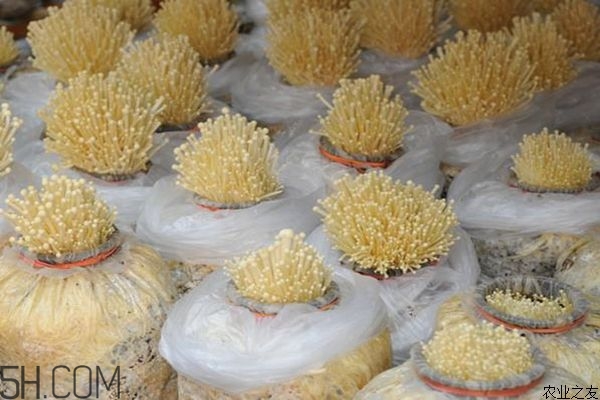 金針菇的食用禁忌有哪些？金針菇四大禁忌